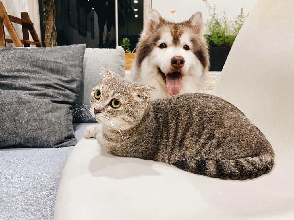 Child and puppy on freshly cleaned carpet
